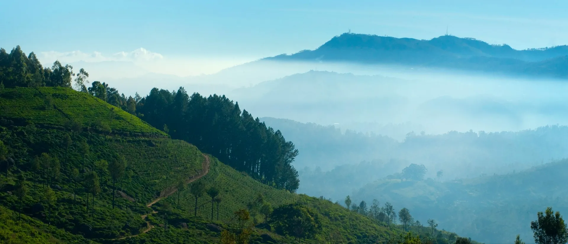 Ceylon tea plantation in the misty highlands of Sri Lanka